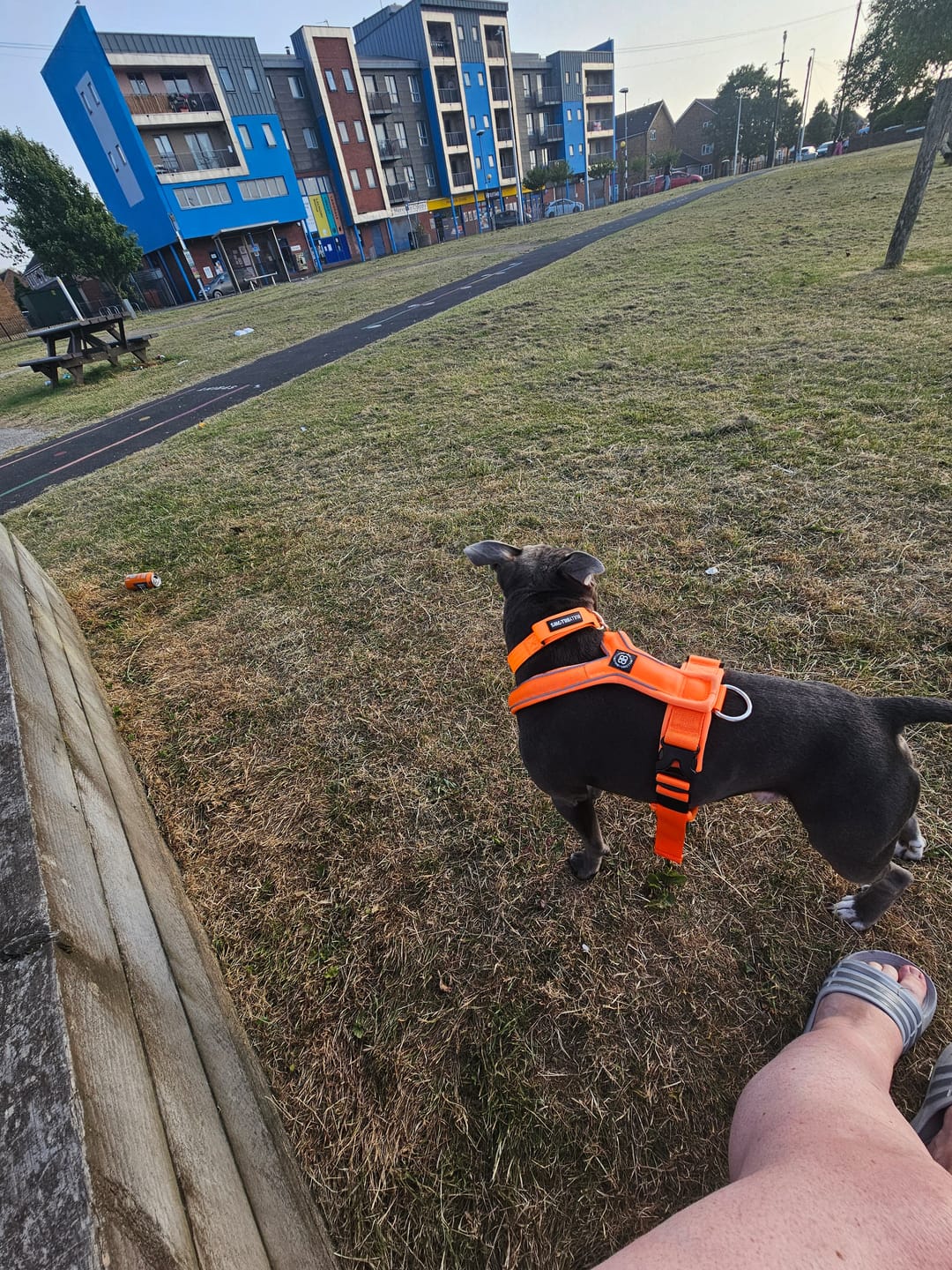 Customer photo review of Slip on Harness | Foam Padded - Orange
