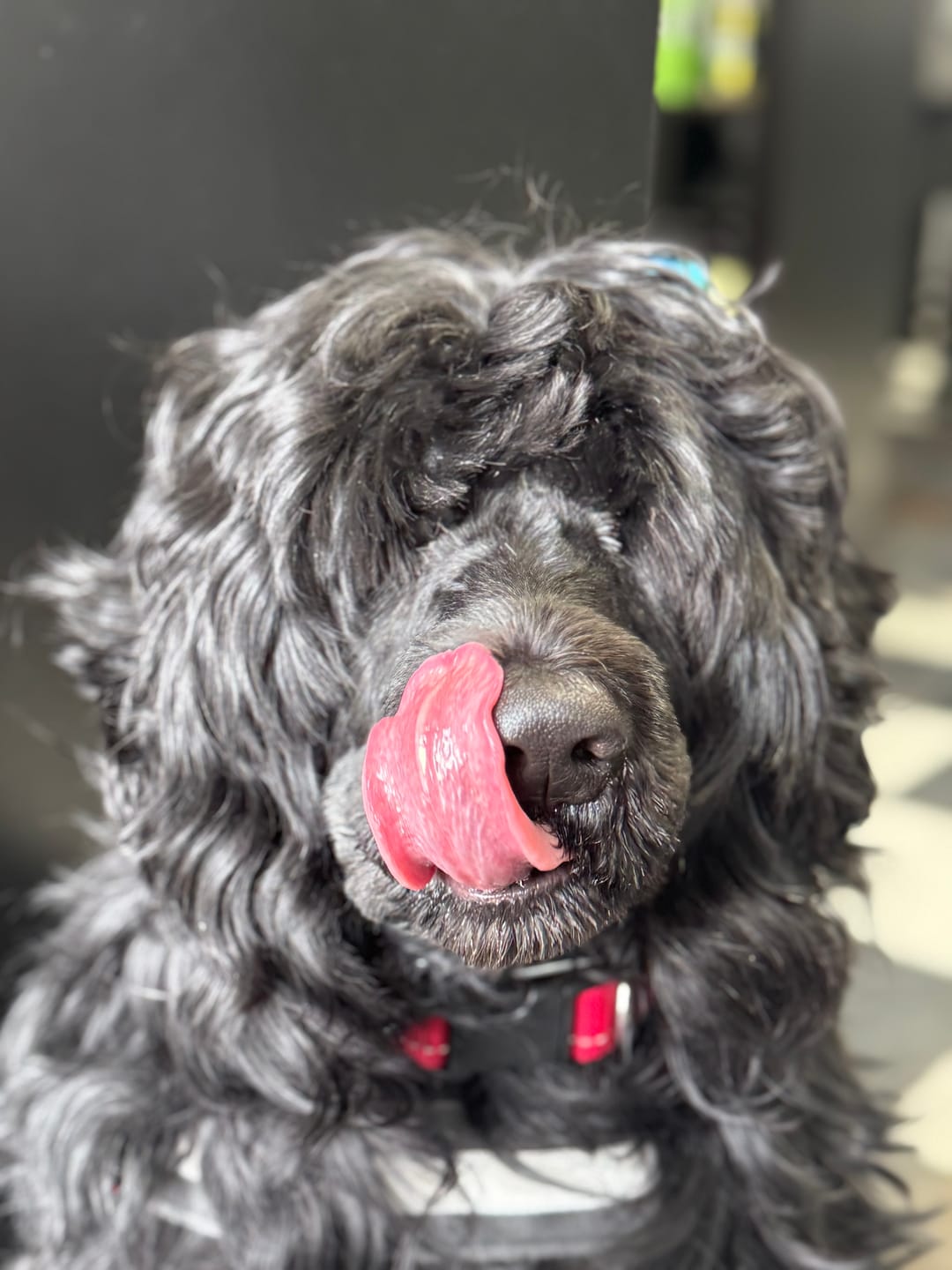 Customer photo review of 6 Inch Jumbo Braided Bully Stick