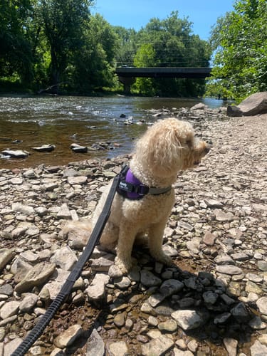 Reviewer's dog wearing the Bungee Leash and a harness while sitting on a rocky riverbank.