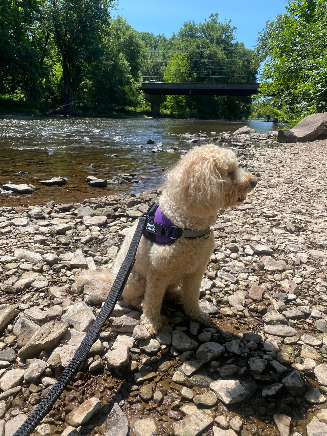 Customer photo review of Bungee Leash