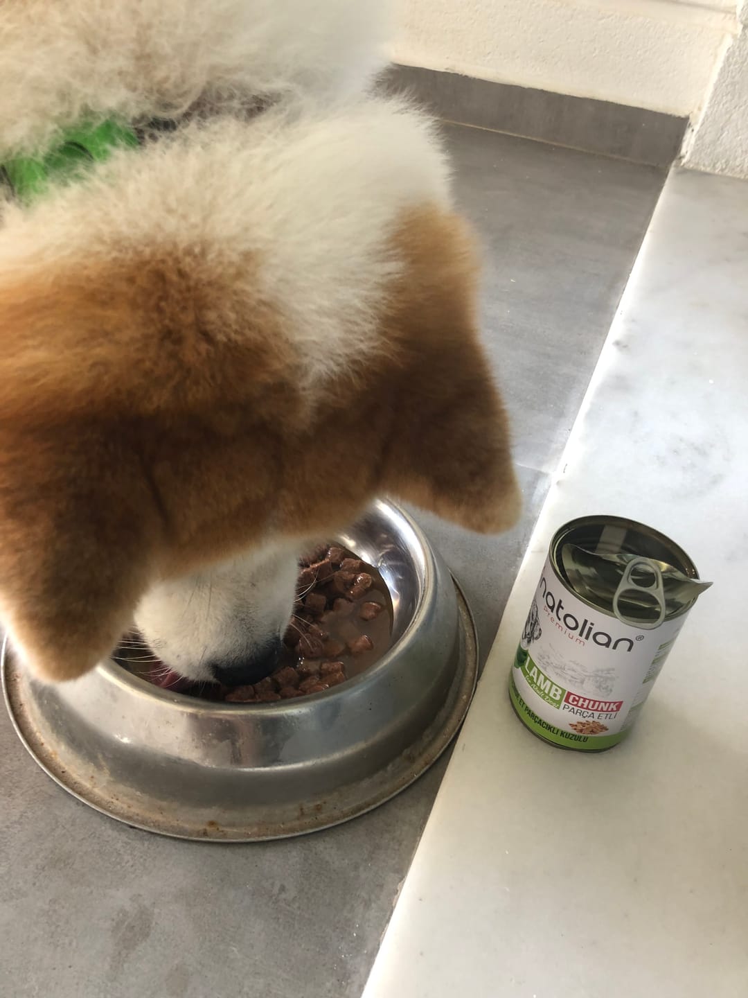 Customer photo review of Kuzulu Parça Etli Yetişkin Köpek Konservesi 400 gr x 12 Adet
