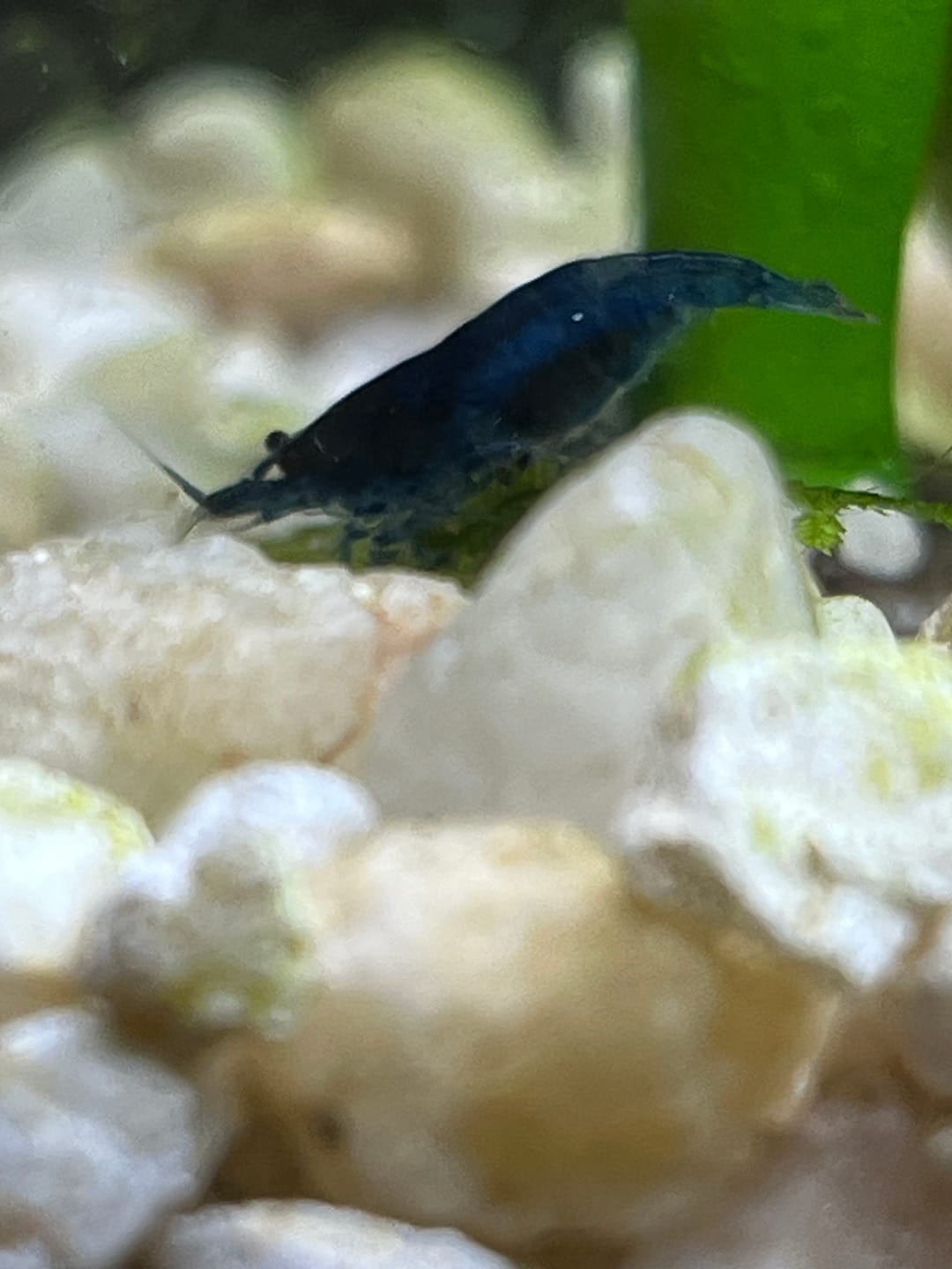Customer photo review of Blue Dream Shrimp