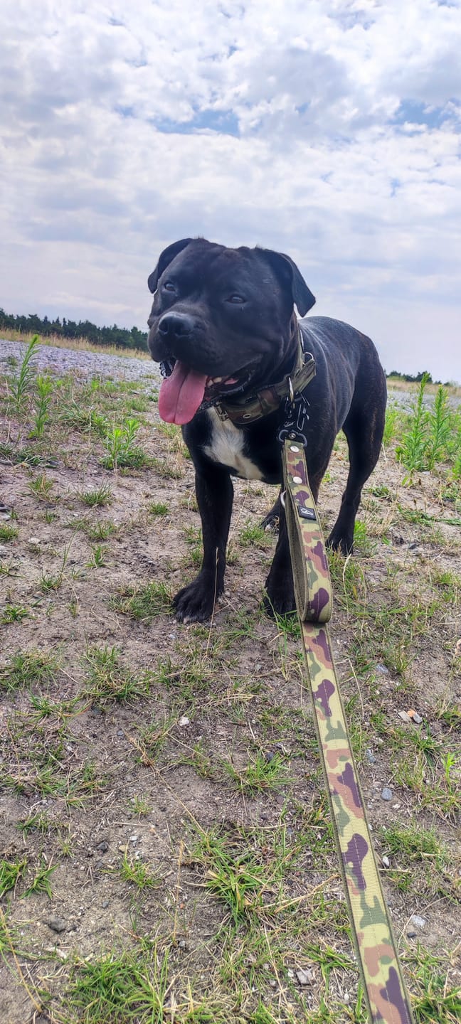 Customer photo review of Smycz przepinana z dodatkową raczką - Multi Guard Leash Camo Green