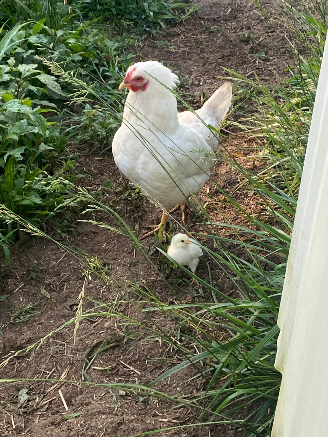 Customer photo review of Peck Purity Daily Digestive Defense for Flock Strength