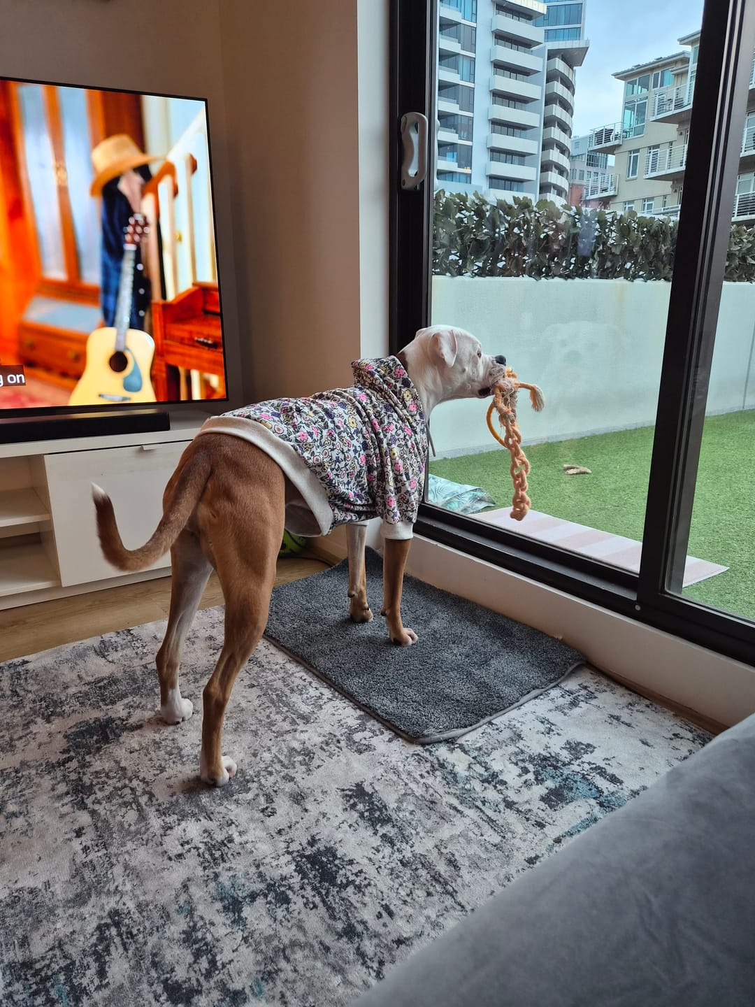 Customer photo review of Vintage Flower Dog Hoodie - Light Grey