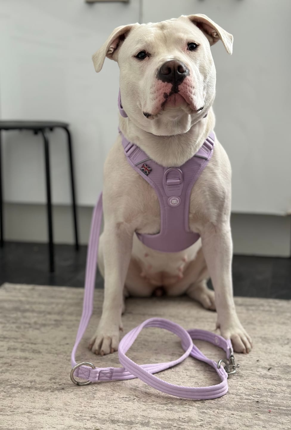 Customer photo review of Anti Pull Hurricane Harness Lighter | With Handle - Lavender X Ube