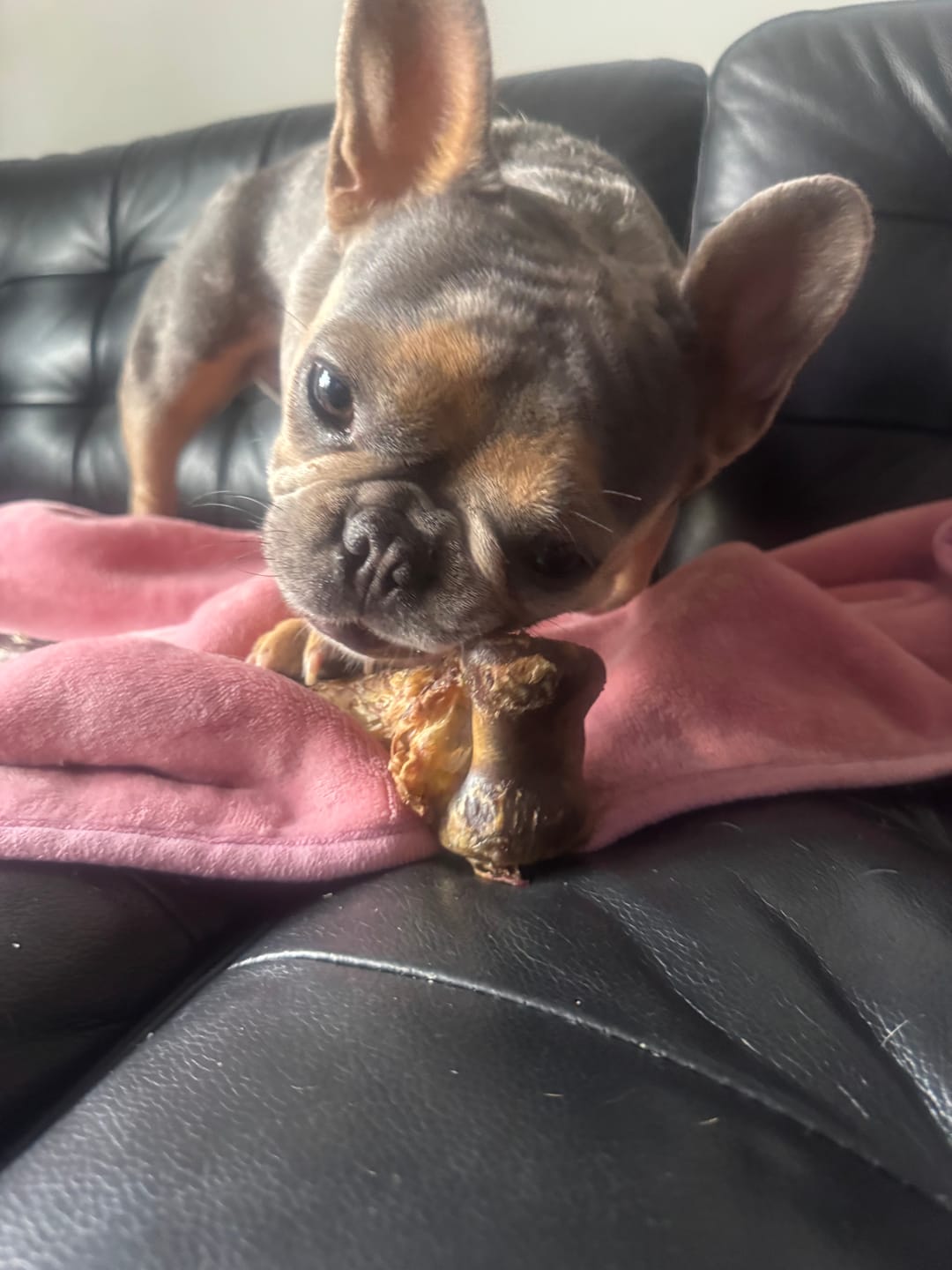 Customer photo review of Crunchy Ostrich Beak: The Light & Airy, All-Natural Treat for Small to Medium Dogs - 2 Pack