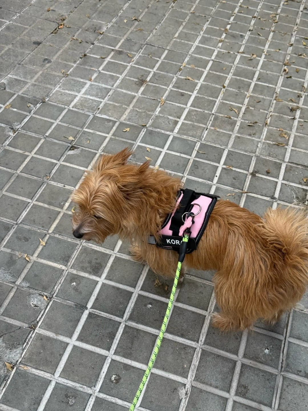 Customer photo review of Pettorina Regolabile Cane Sicura