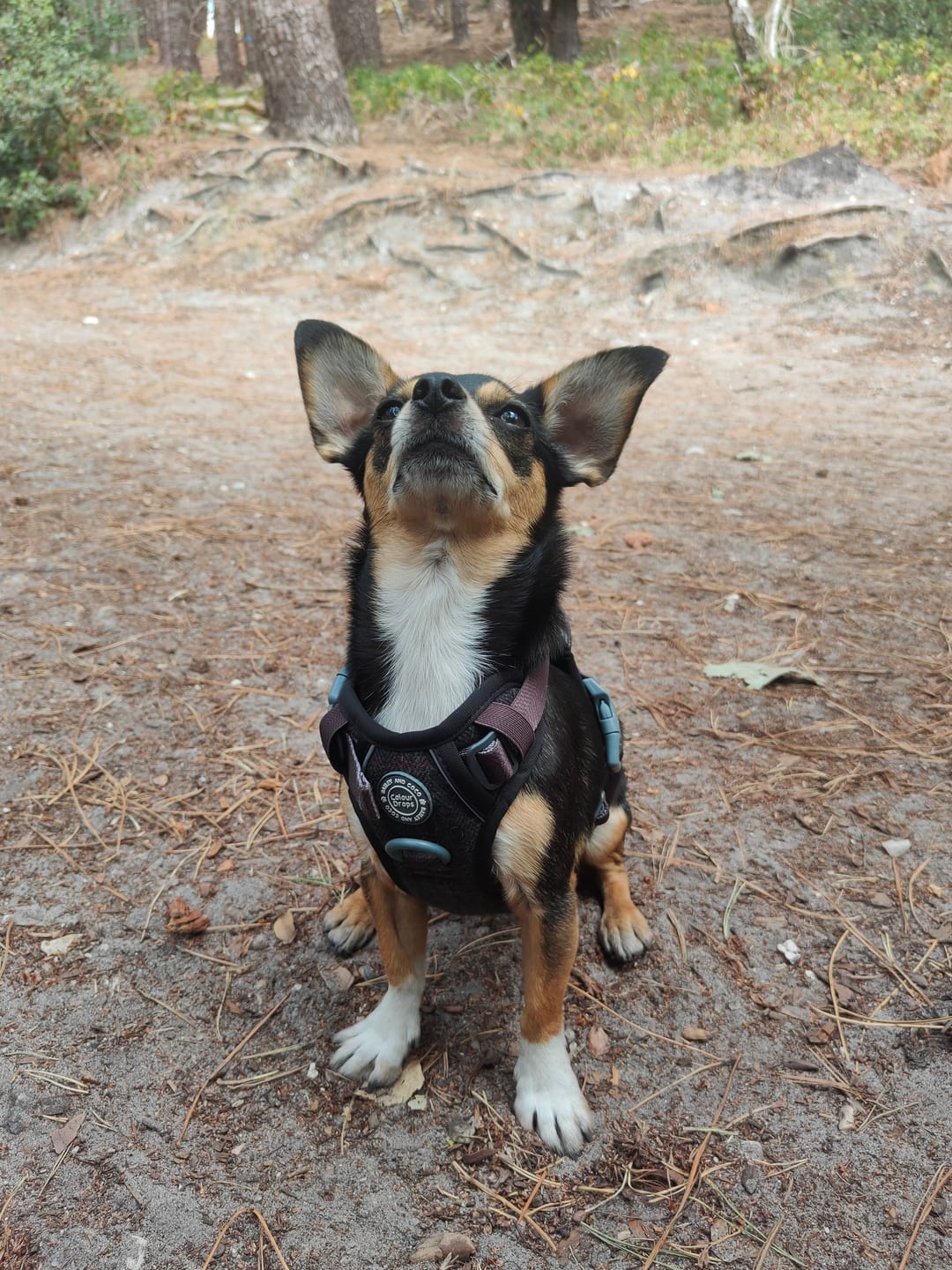 Customer photo review of Trail & Glow Tweed Dog Harness - Colour Drops - Charcoal Tweed