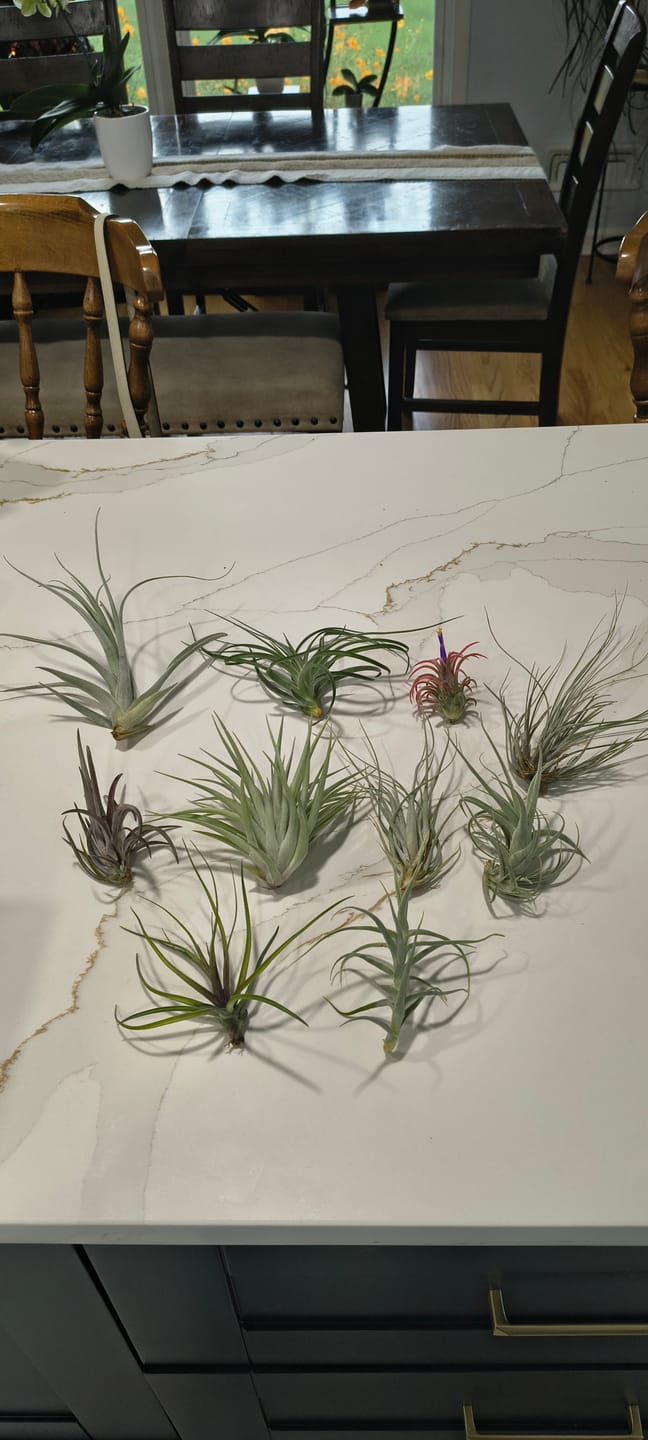 Customer photo review of 10 Pack Premium Air Plants Mix  *Cannot Be Shipped Internationally*