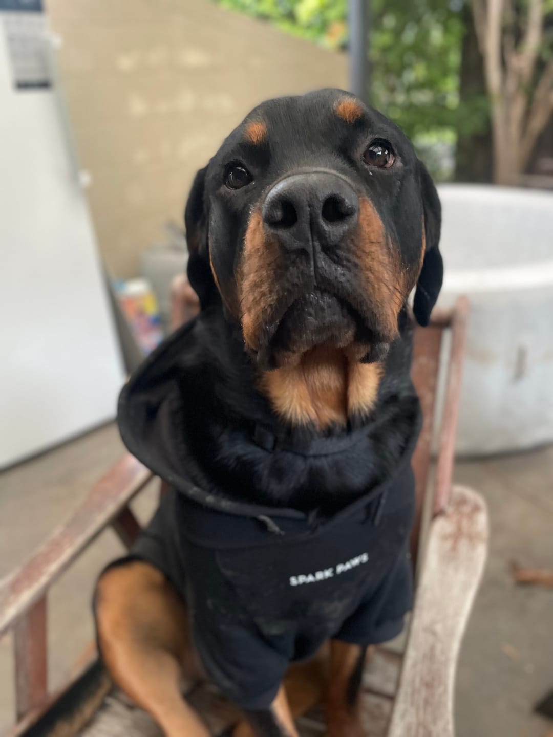 Customer photo review of Essential Dog Hoodie - Black