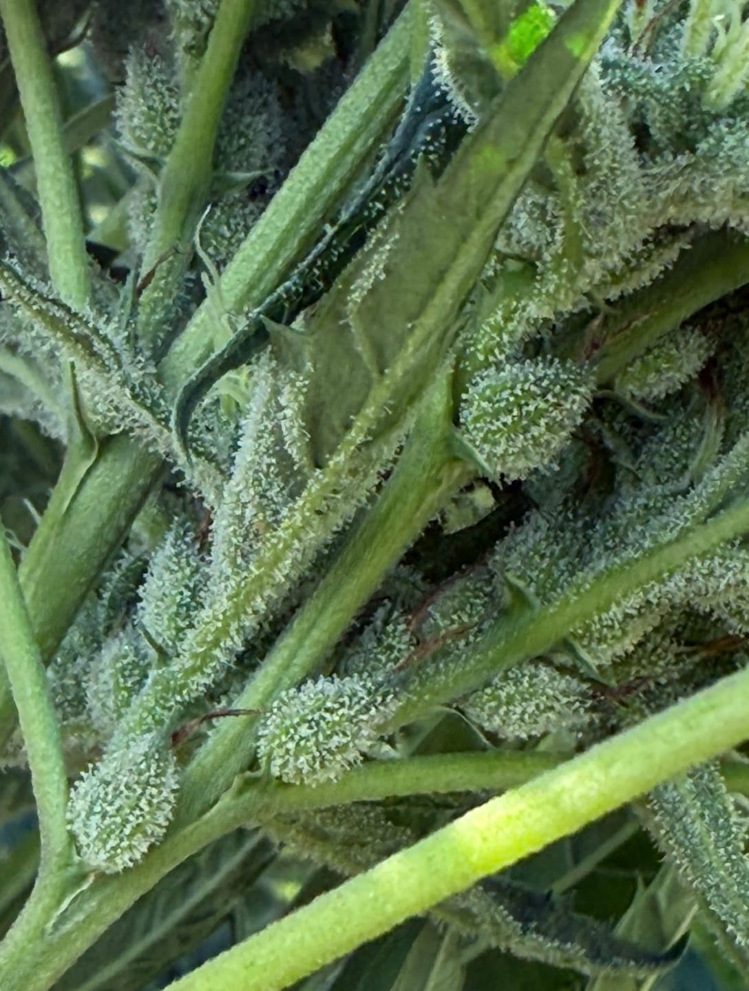 Customer photo review of Green Crack - 28 Grams - Sativa