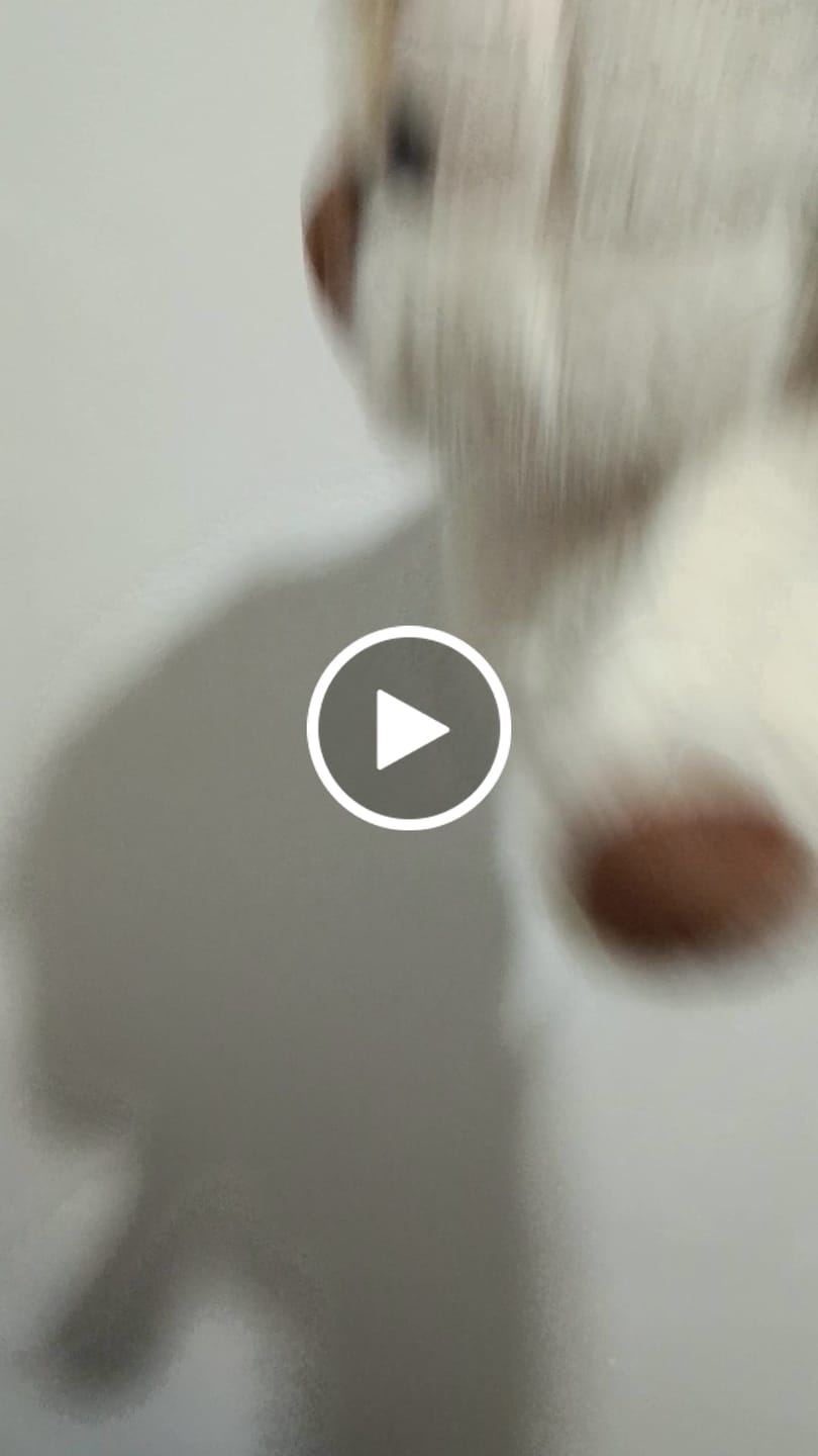 Customer video review of Original Movito™ El peluche que corre