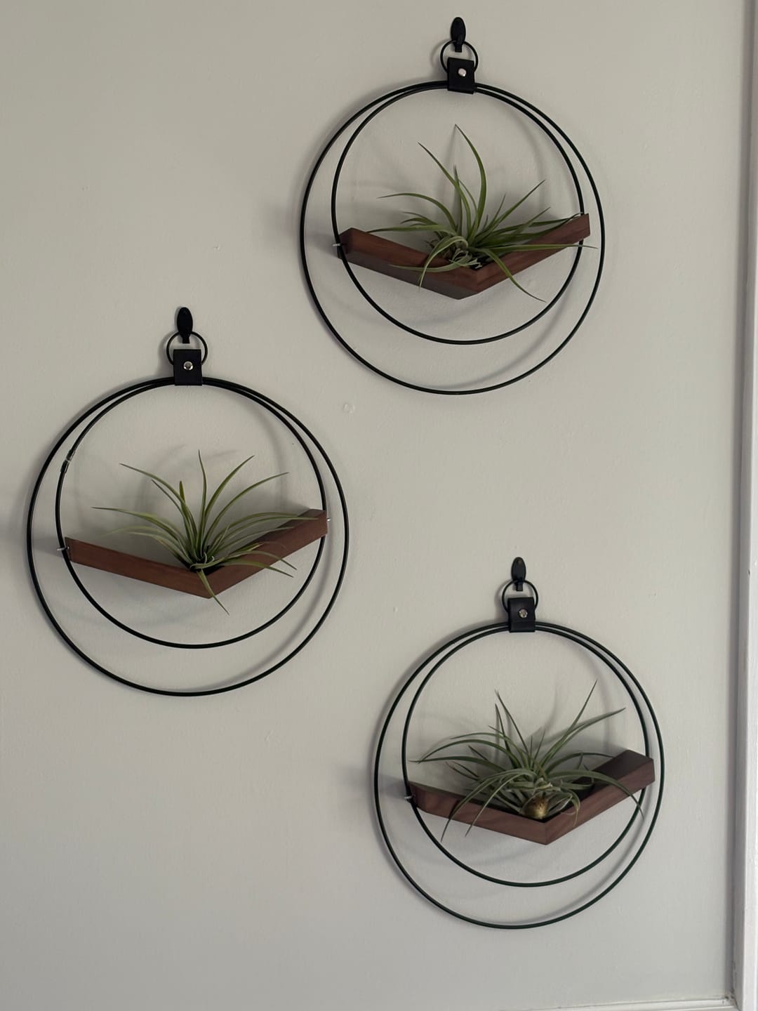 Customer photo review of Air Plant V-Hanger Trio