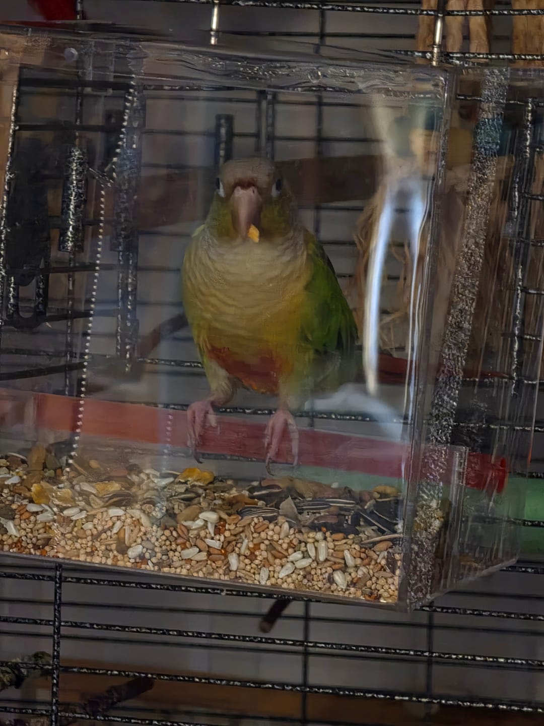 Customer photo review of Large Tweeky Clean Bird Seed Feeder On Sale!