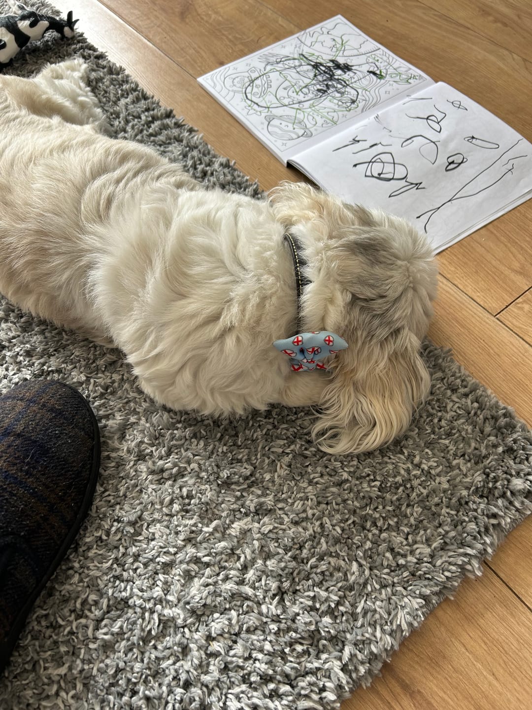 Customer photo review of Funk The Dog Bow | St George's Heart
