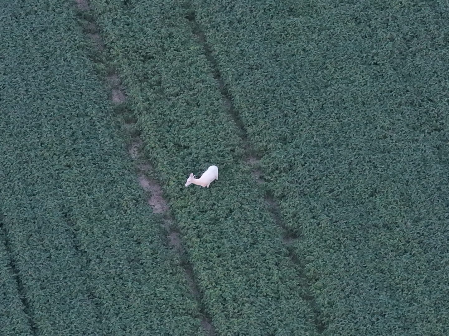 Customer photo review of Matrice 4T Thermal Drone