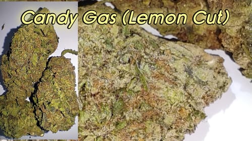 Customer photo review of Candy Gas THCA Flower (Lemon Cut)