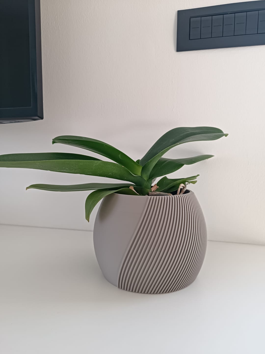 Customer photo review of Vaso Orchidea Mezzaluna