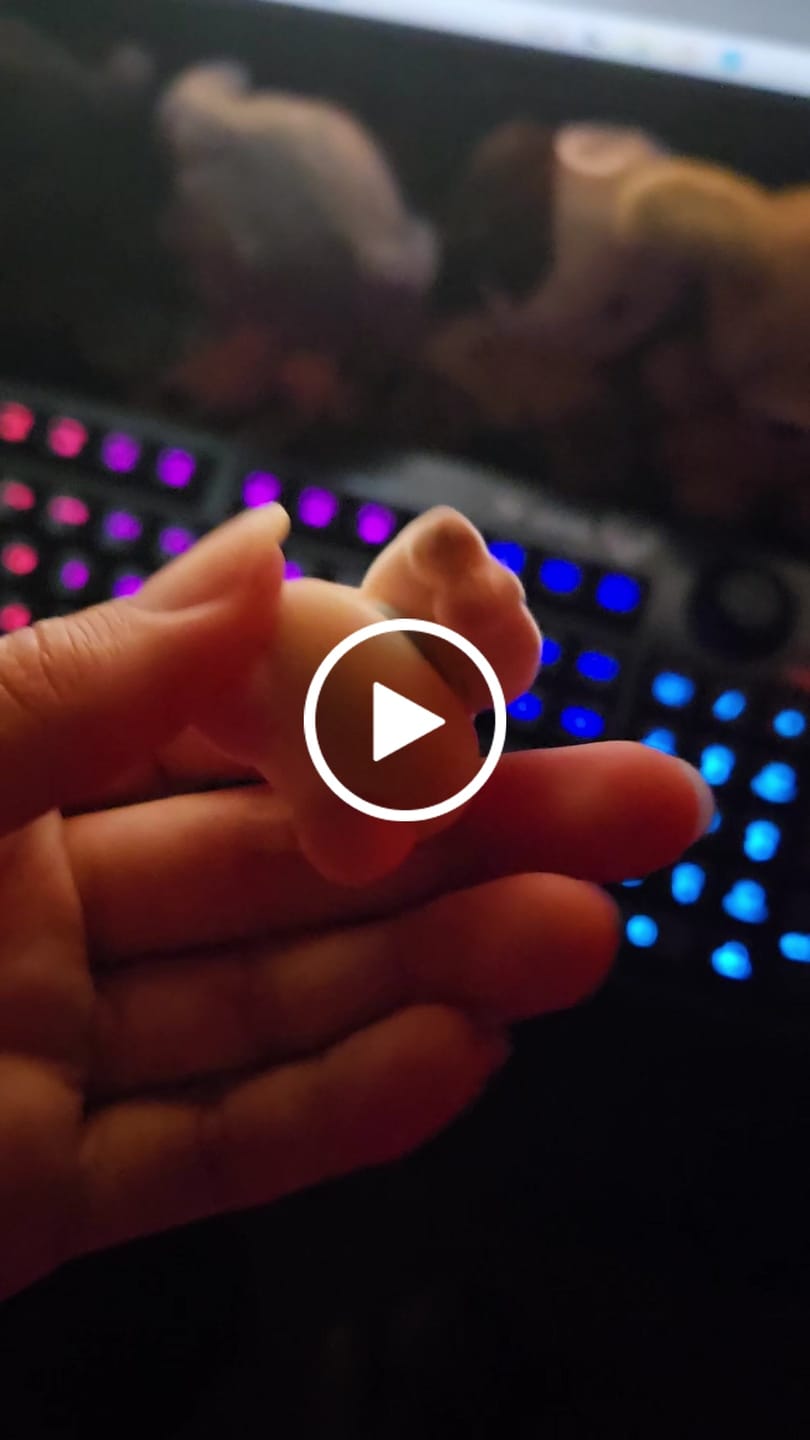 Customer video review of 暹罗小豆汀 Flocked Siamese Big Eye Cat Blind Box