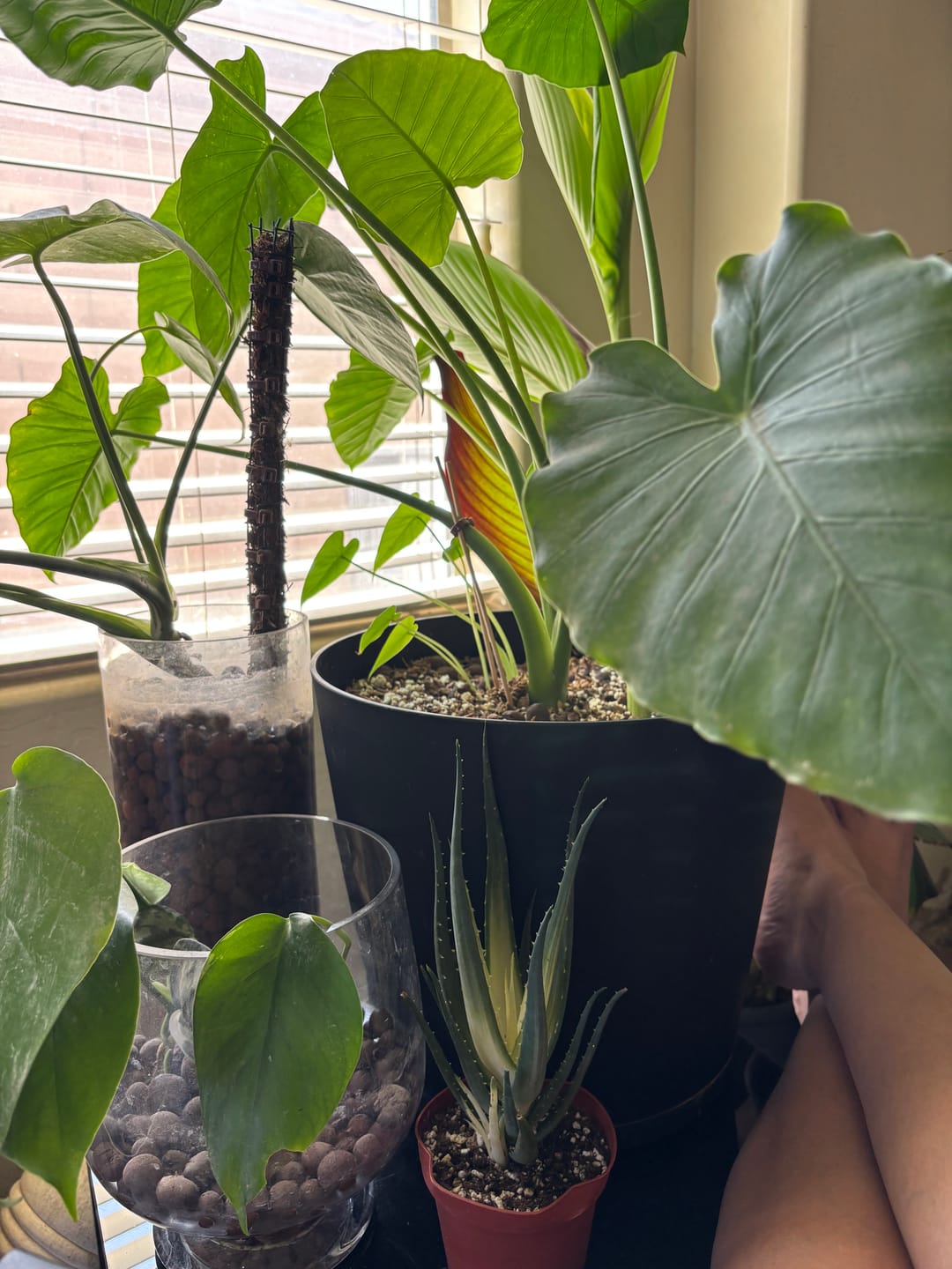 Customer photo review of Aloe ‘Solar Flare’