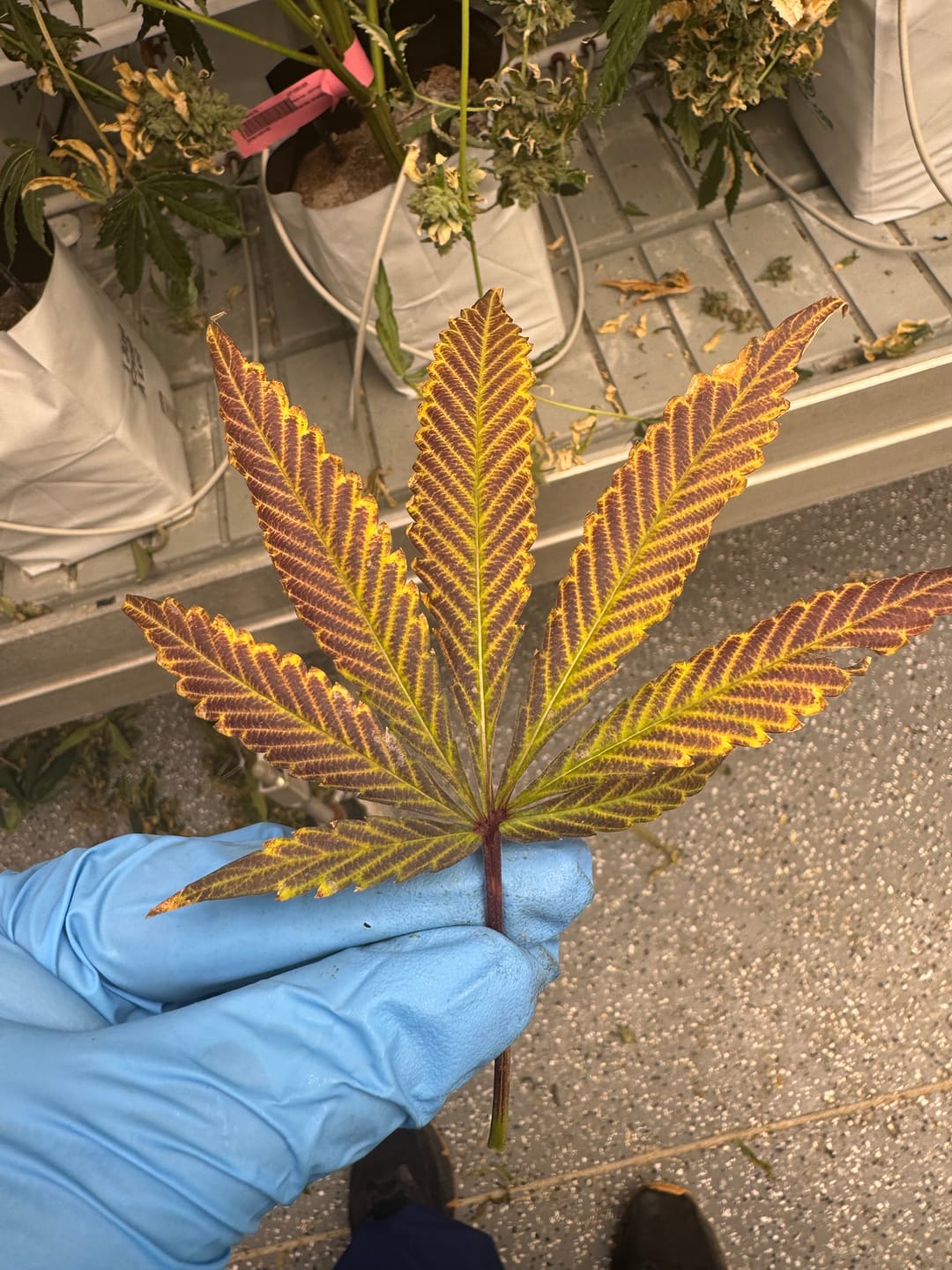 Customer photo review of Blueberry Syrup - Minis - 28 Grams - Indica