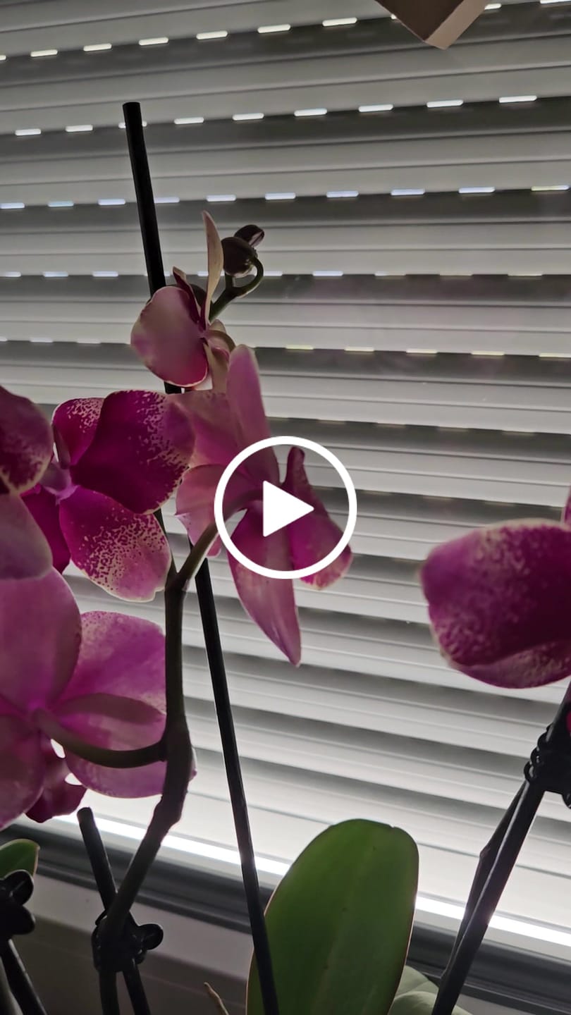 Customer video review of Große Two of Us Rombley mit magentaroten-gefleckten Blüten und 3 Rispen