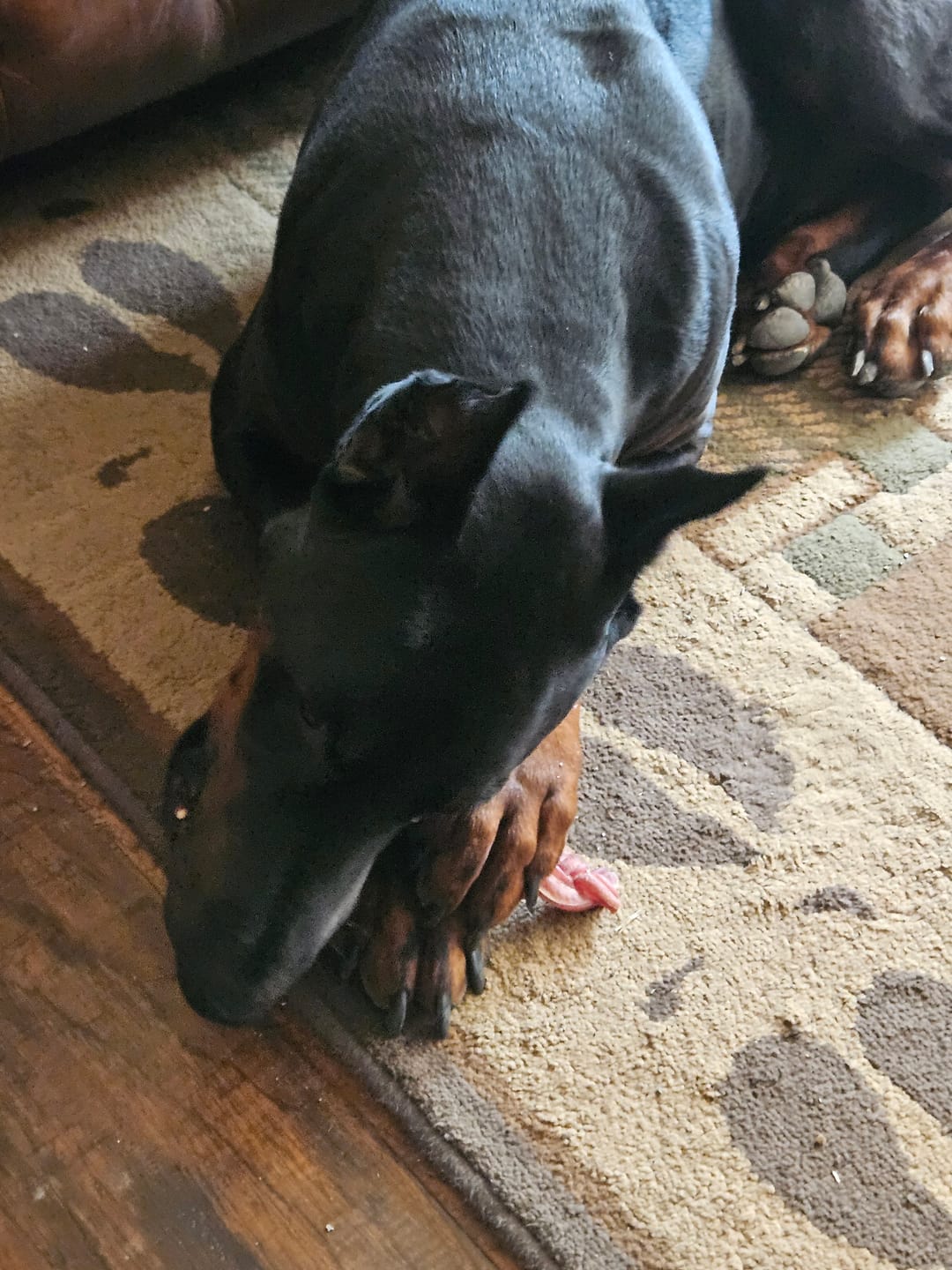 Customer photo review of 6 Inch Thick Braided Bully Stick