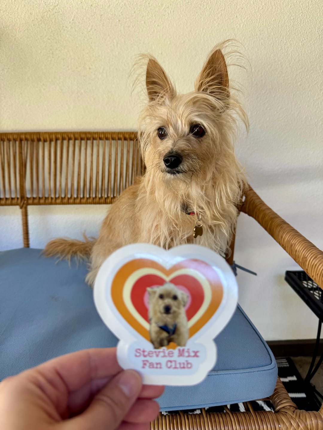 Customer photo review of Stickers ¦ Die-Cut Face Stickers ¦ US