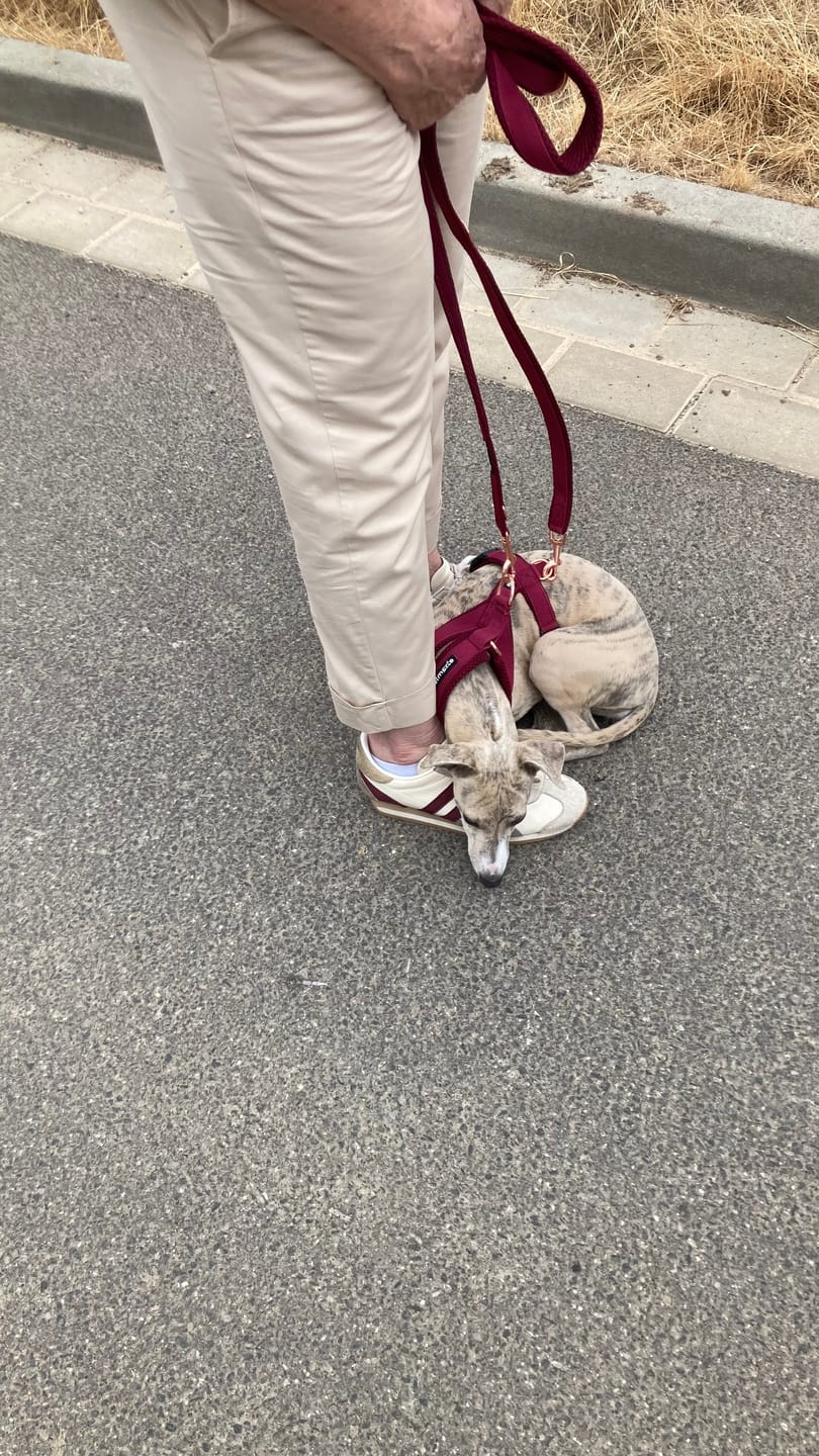 Customer photo review of Kurzführer 30 cm