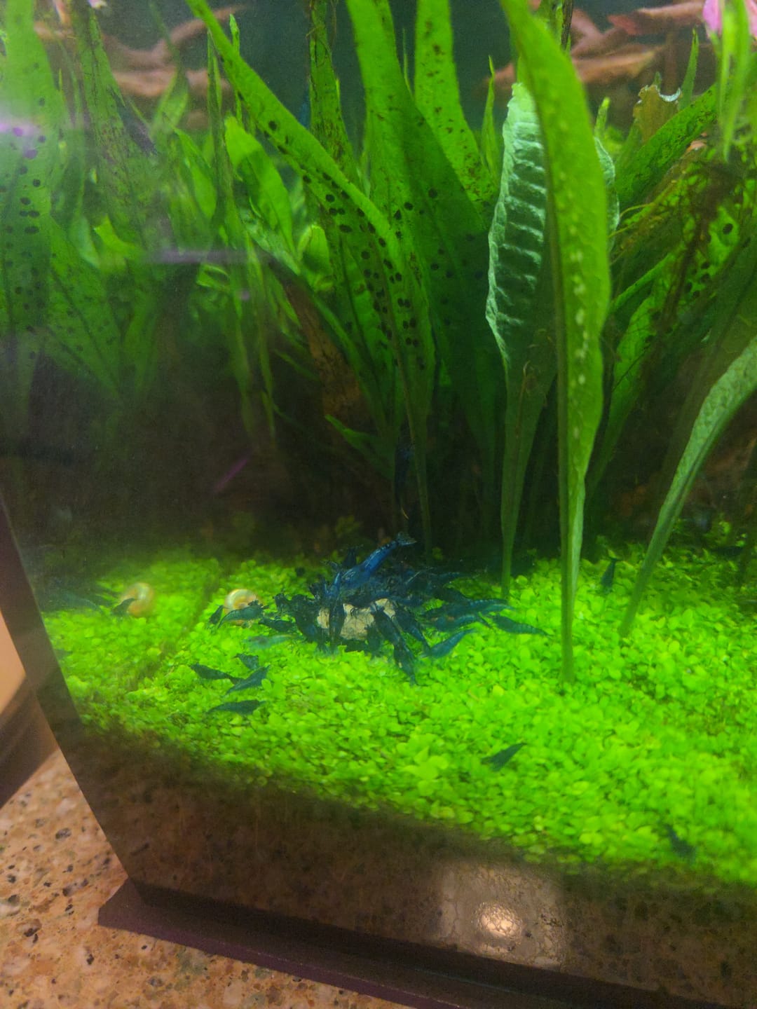 Customer photo review of Blue Dream Shrimp