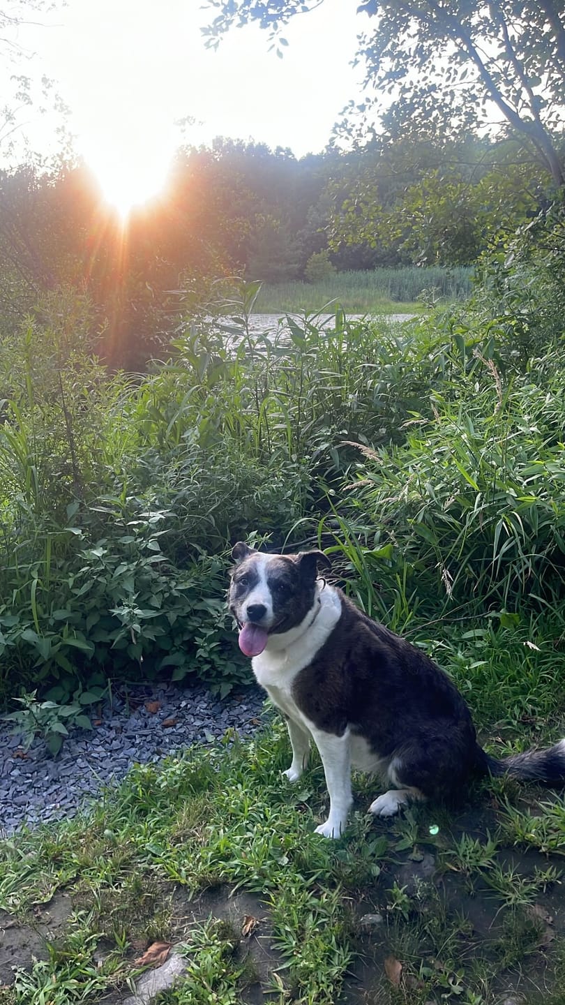 Customer photo review of FurLife™ - All Natural Flea & Tick Spray for Dogs and Cats