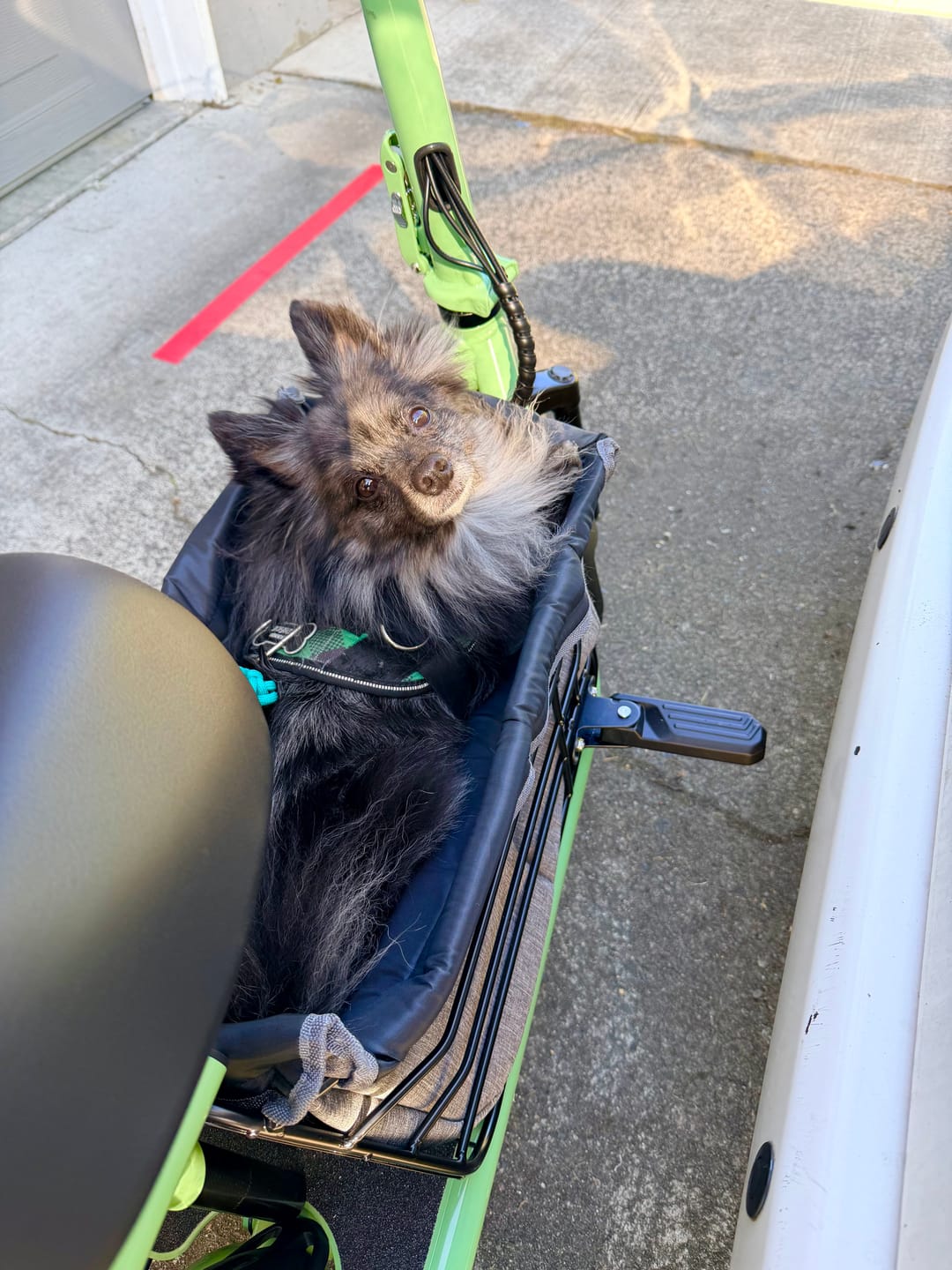 Customer photo review of Gyroor C1Plus Padded Basket Insert for Pets