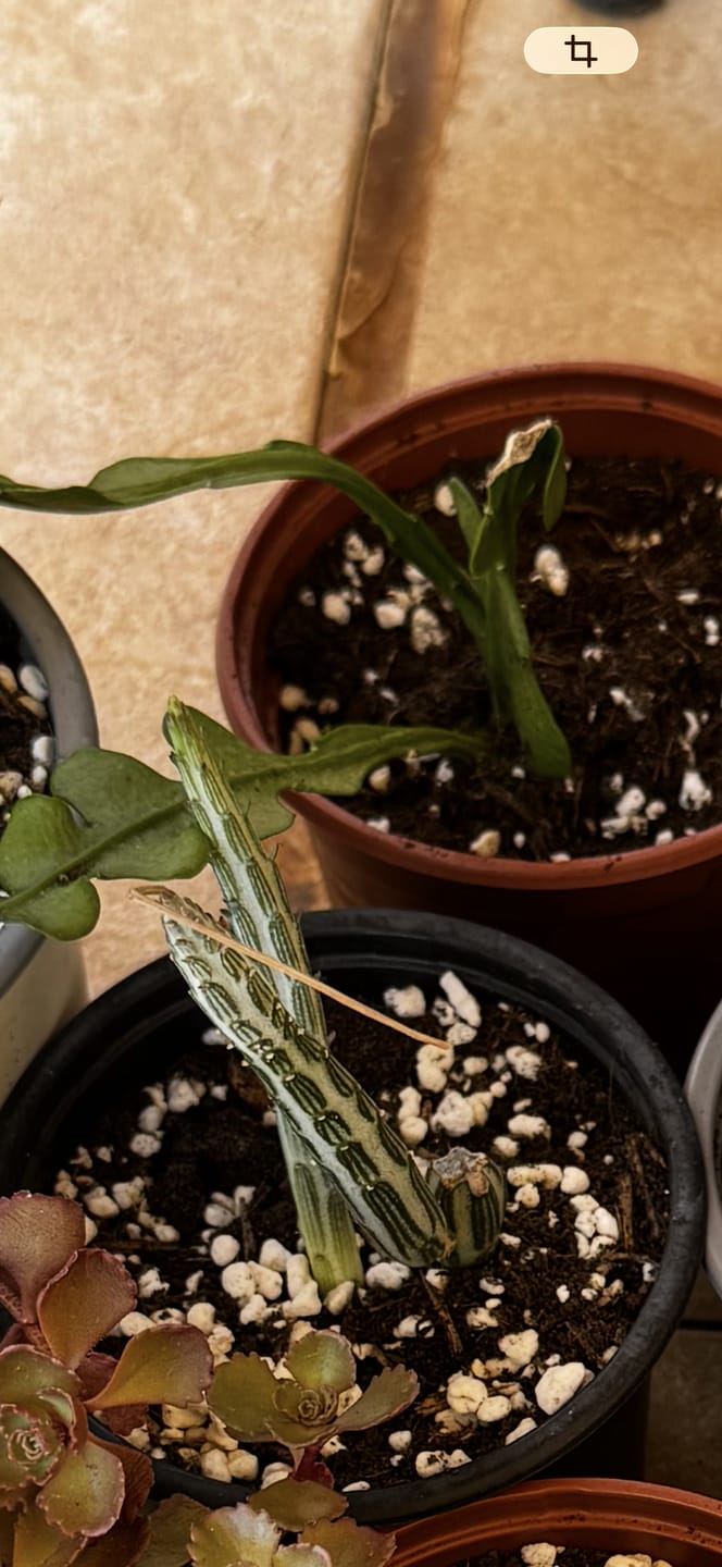 Customer photo review of Senecio stapeliiformis