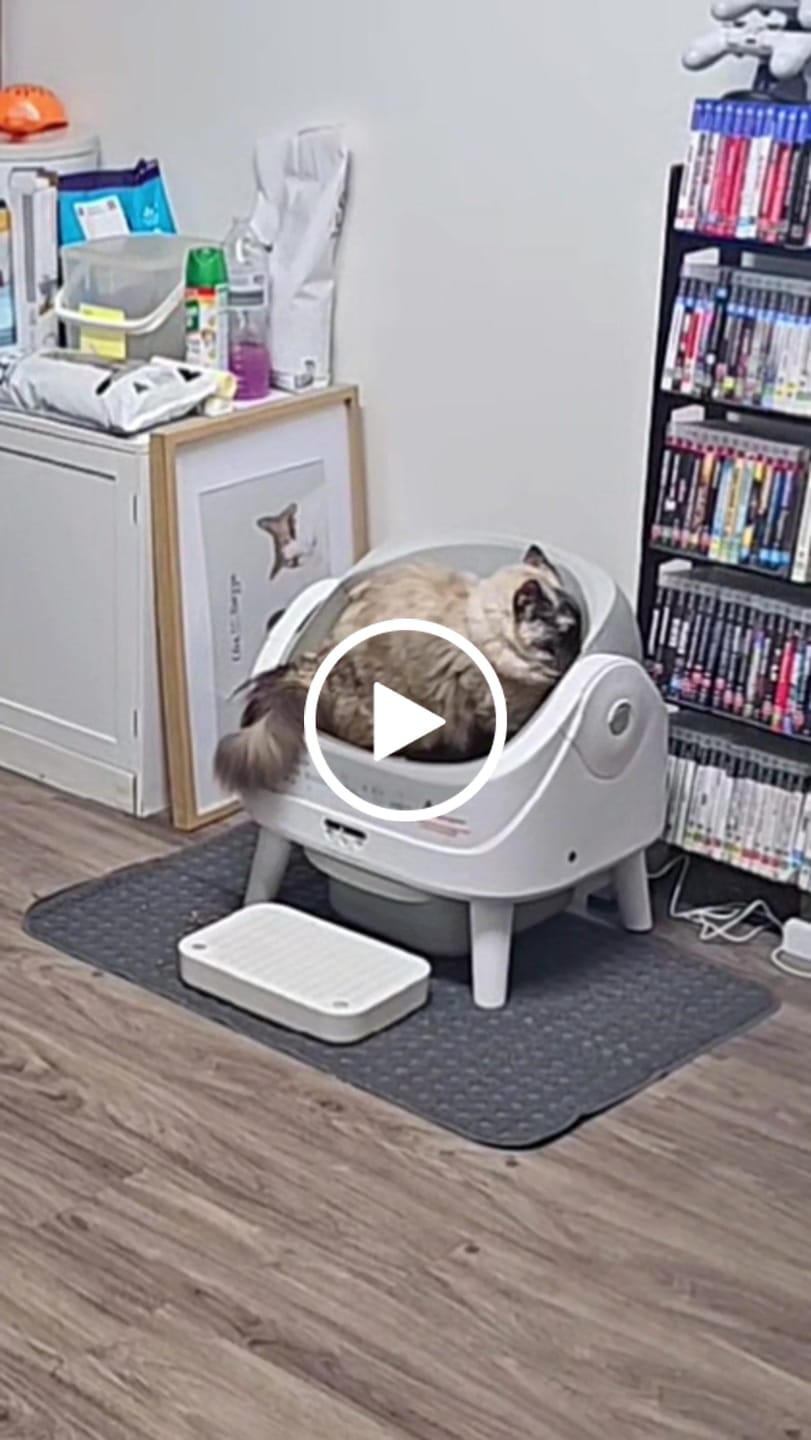 Customer video review of Petbuds™ Open One 2026 Open-Top Self-Cleaning Litter Box
