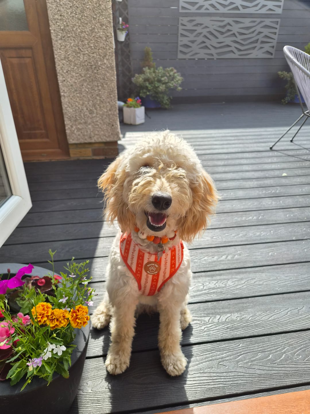 Customer photo review of Bow & Blooms Dog Harness