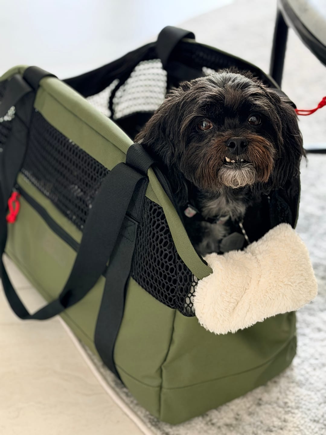 Customer photo review of PAWD Pet Carrier Bag