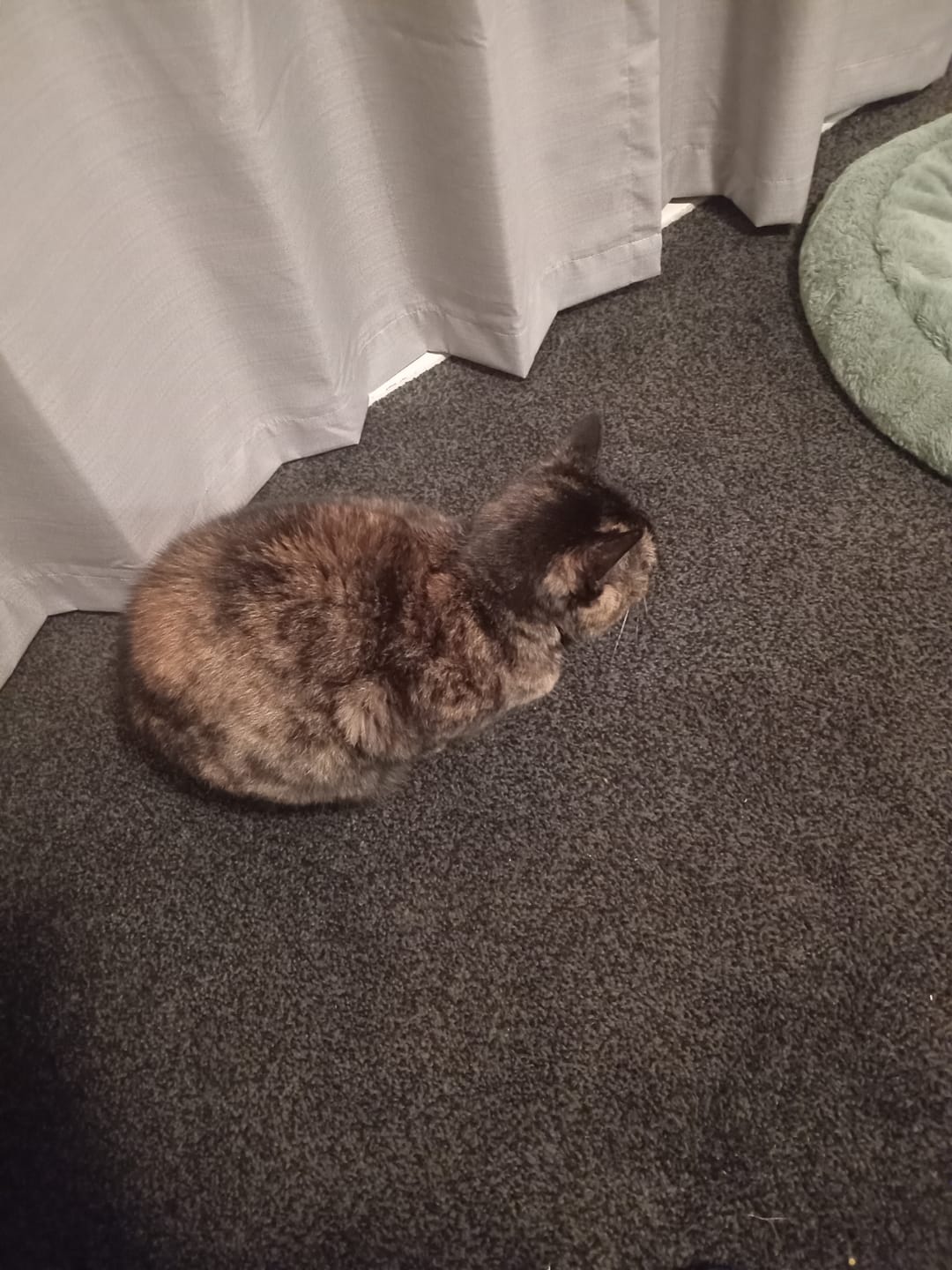 Customer photo review of NexGard SPECTRA for Large Cats 2.5-7.4kg