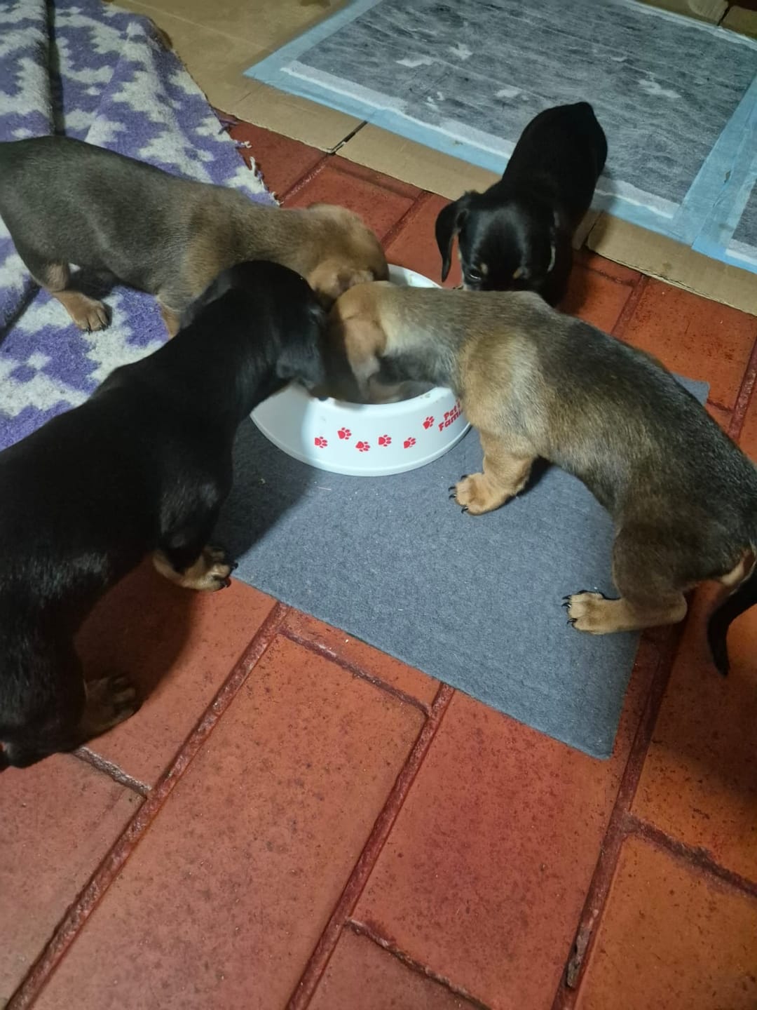 Customer photo review of PetFamily Foods Cachorros