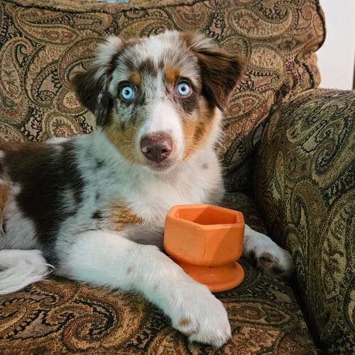 Customer photo review of FreezWheel - Durable Interactive Chew