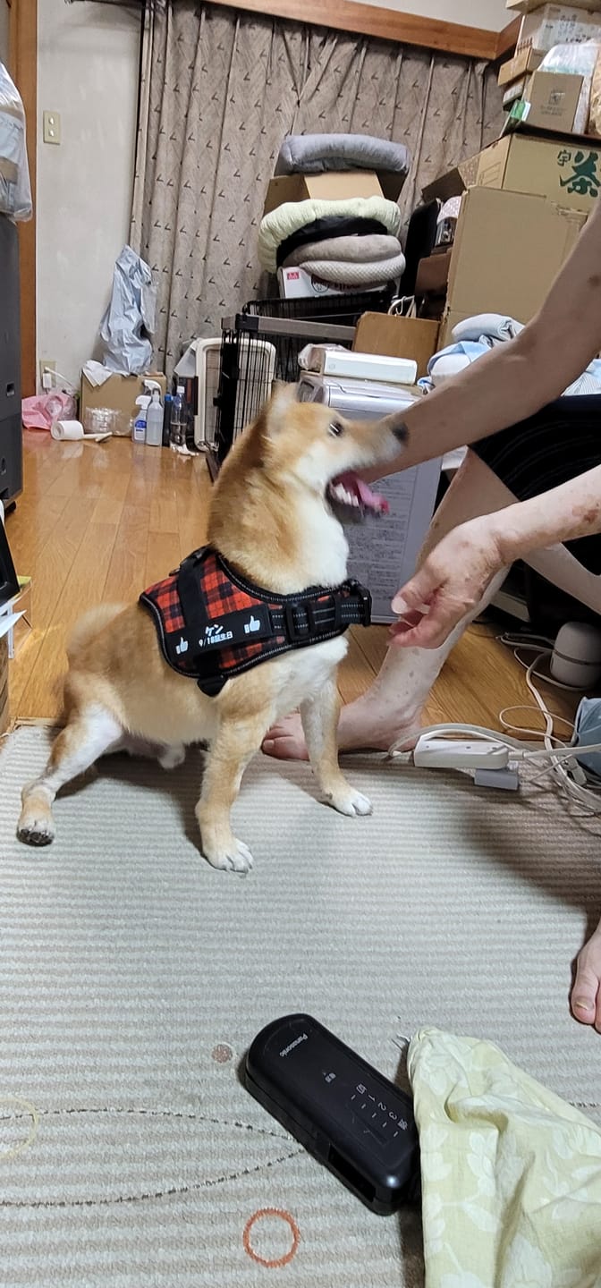 Customer photo review of 【プレミアム版】FunFunPet 高機能ハーネス （お名前タグ作成サービス付き）
