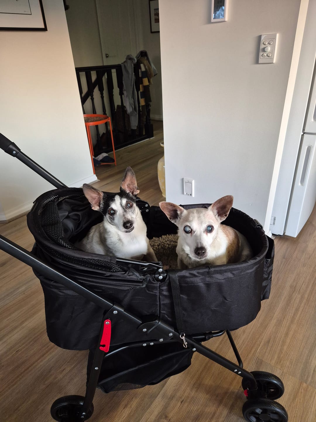 Customer photo review of Pet Stroller 3 in1Dog Cat Pram Carrier Foldable Pushchair Outdoor 4 Wheels