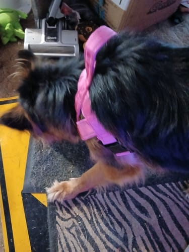 Customer photo review of FreezPumpkin Limited Halloween Edition Dog Toy