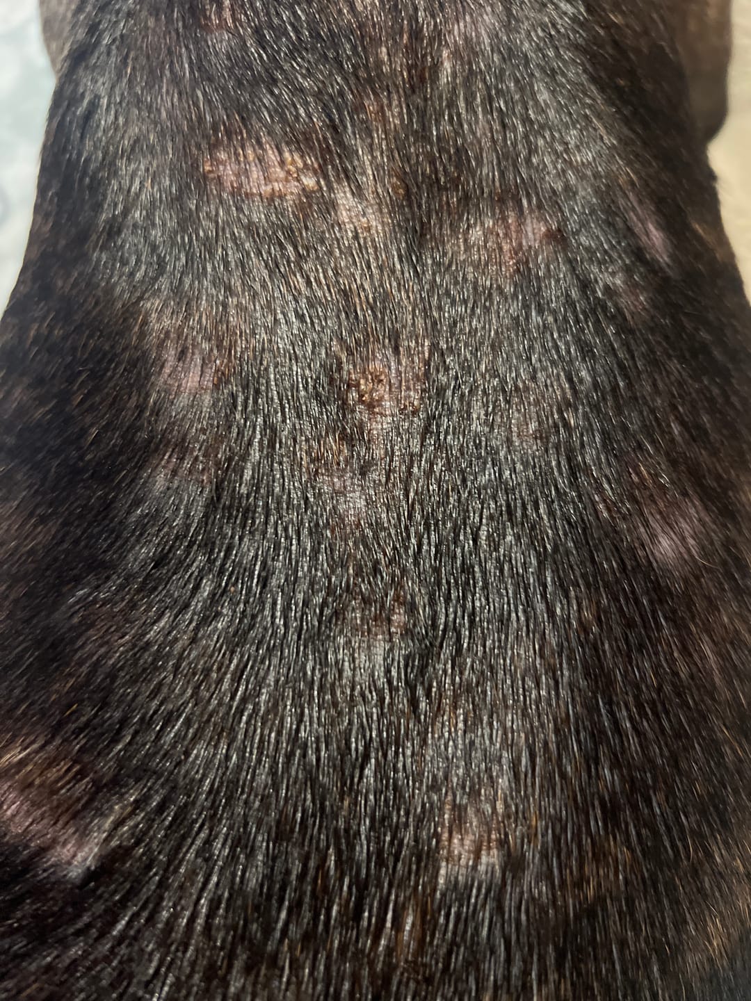 Customer photo review of Daily Preventative Powder - Canine & Cat