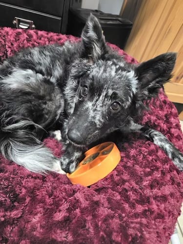 Customer photo review of FreezWheel - Durable Interactive Chew