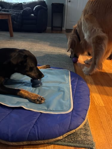 Customer photo review of Freezstick - Indestructible Enrichment Chew