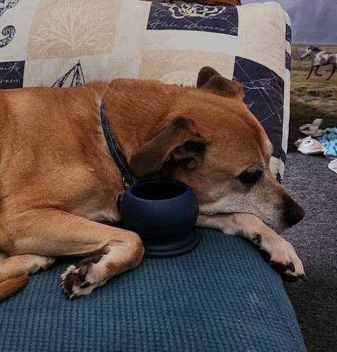 Customer photo review of Freezball - Durable Fillable Dog Chew Bone