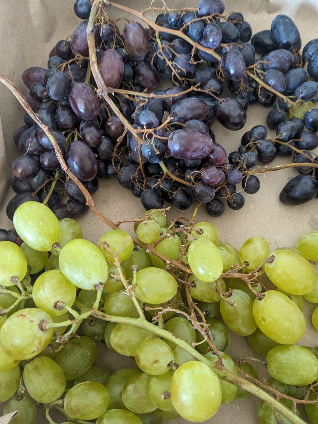 Customer photo review of Trauben Mix mit Kern Bio von Elisa aus Sizilien