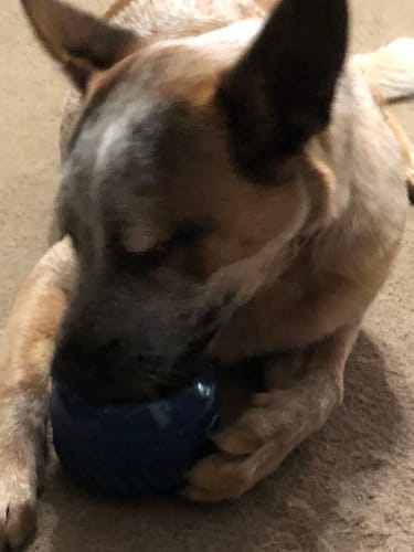 Customer photo review of FreezJumbo™ – Our Biggest & Toughest Enrichment Toy Ever