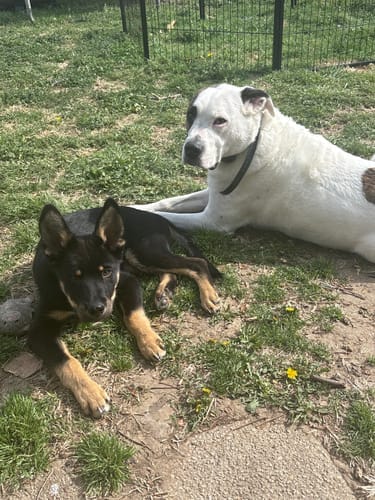Customer photo review of Freezball - Durable Fillable Dog Chew Bone